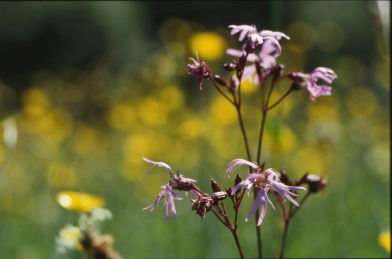 Free stock image of Flowers created by MUNCH PIERRE