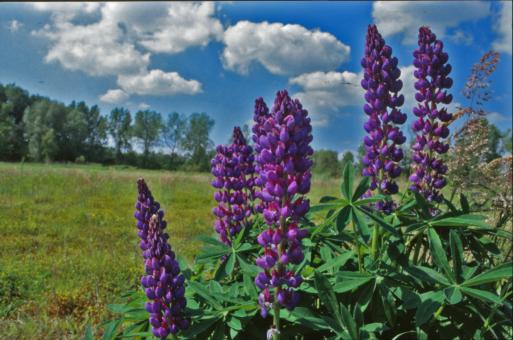 Flowers - Free Stock Photo