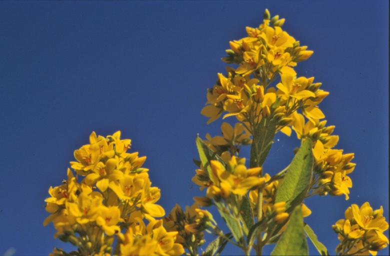 Free stock image of Yellow Flowers created by MUNCH PIERRE