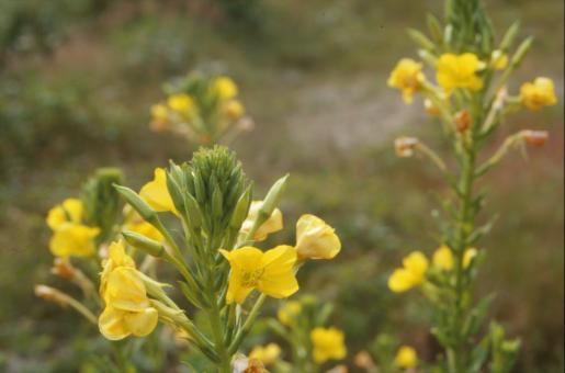 Free Stock Photo of Yellow flowers