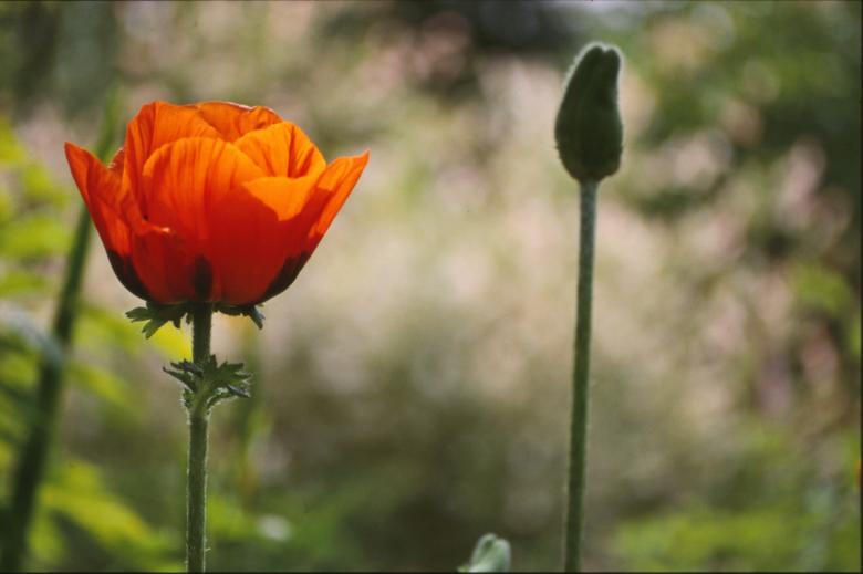 Free stock image of Red flower created by MUNCH PIERRE