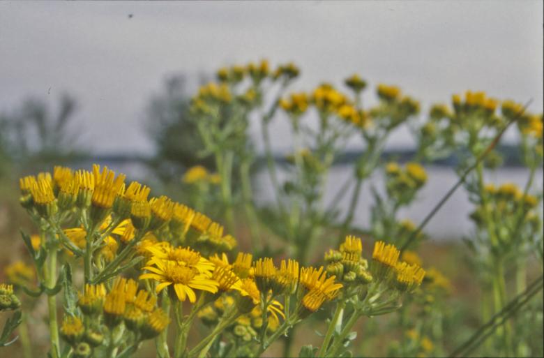 Free stock image of Yellow flowers created by MUNCH PIERRE