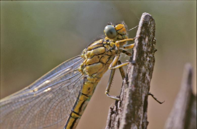 Free stock image of Dragonfly created by MUNCH PIERRE