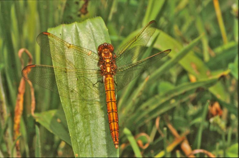 Free stock image of Orange dragonfly created by MUNCH PIERRE