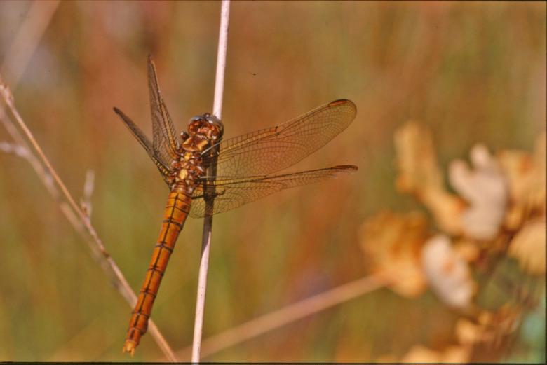 Free stock image of Orange dragonfly created by MUNCH PIERRE