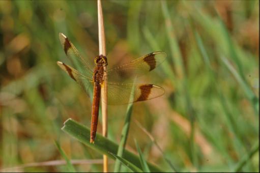 Free Stock Photo of Brown dragonfly