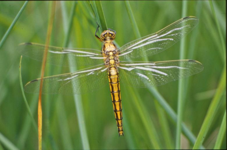 Free stock image of Yellow dragonfly created by MUNCH PIERRE