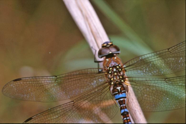 Free stock image of Dragonfly closeup created by MUNCH PIERRE