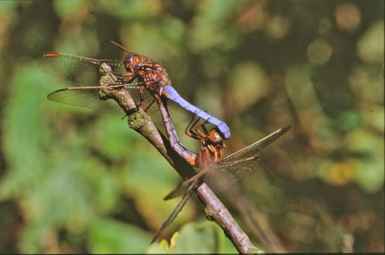 Free stock image of Dragonflies created by MUNCH PIERRE