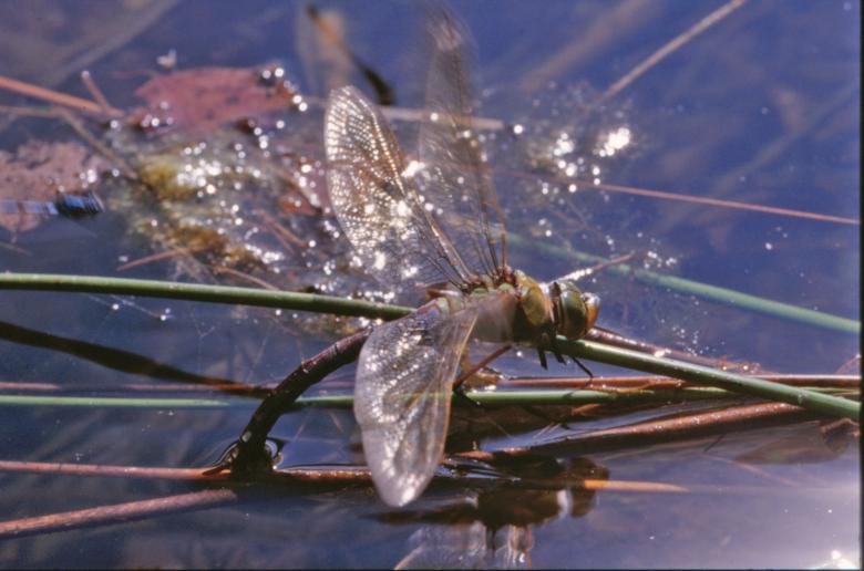Free stock image of Dragonfly created by MUNCH PIERRE