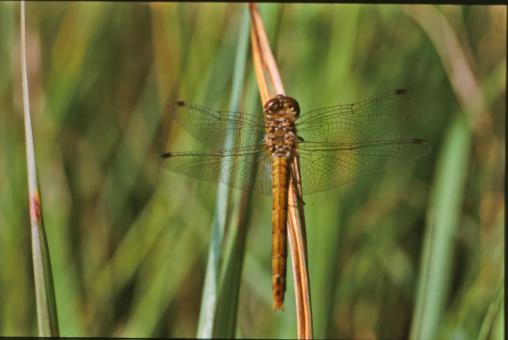 Free Stock Photo of Dragonfly