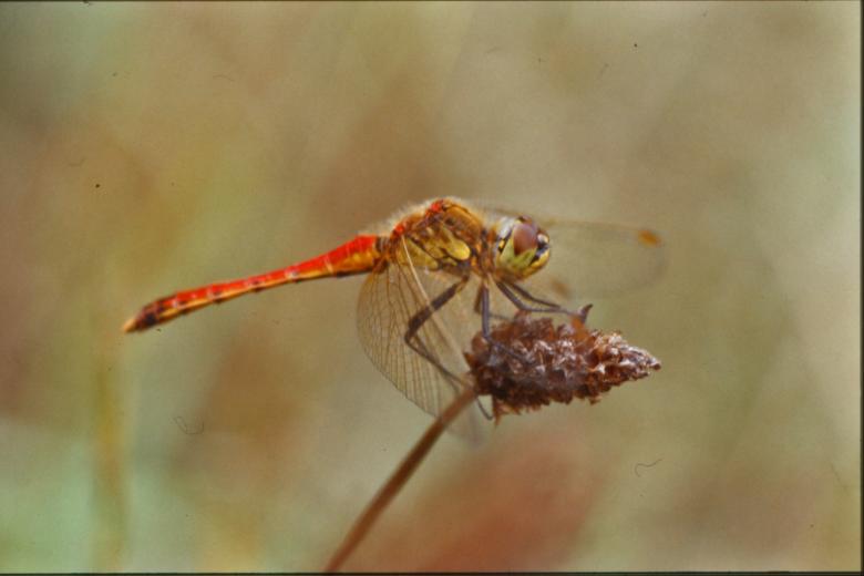 Free stock image of Red dragonfly created by MUNCH PIERRE