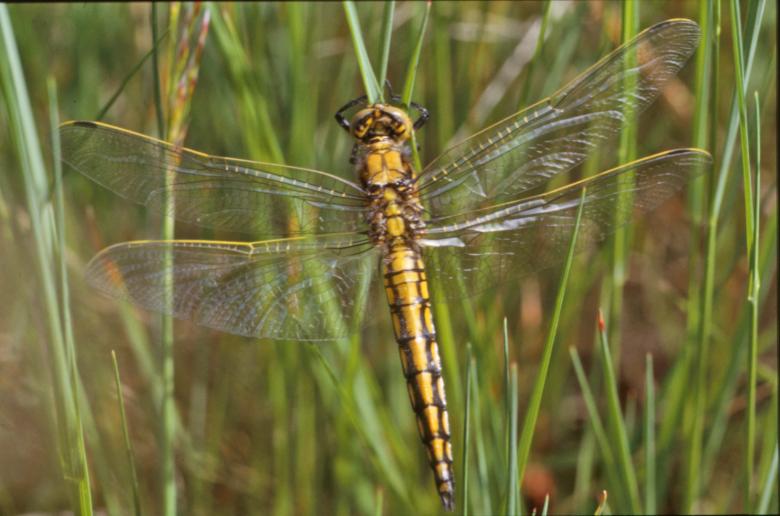 Free stock image of Yellow dragonfly created by MUNCH PIERRE