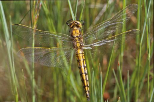 Free Stock Photo of Yellow dragonfly