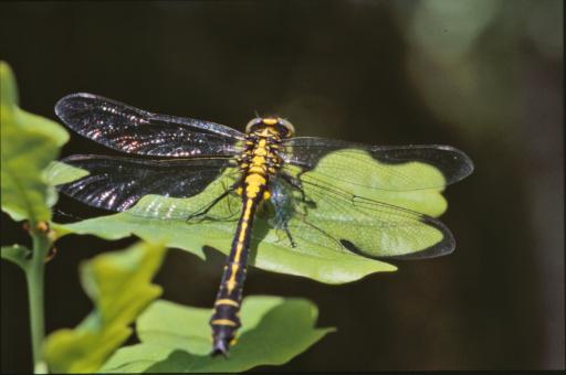 Free Stock Photo of Yellow dragonfly