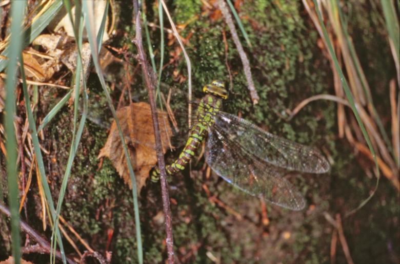 Free stock image of Green dragonfly created by MUNCH PIERRE