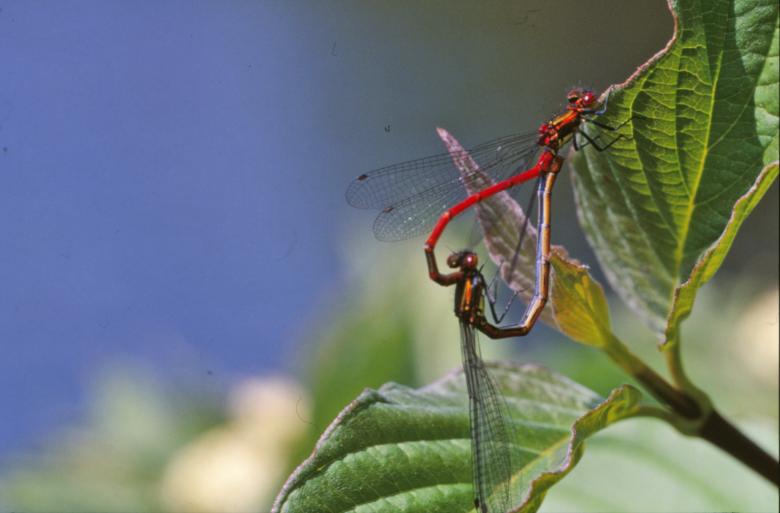 Free stock image of Mating dragonflies created by MUNCH PIERRE