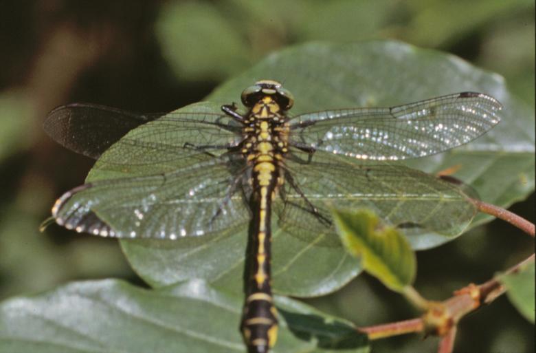 Free stock image of Yellow and black dragonfly created by MUNCH PIERRE