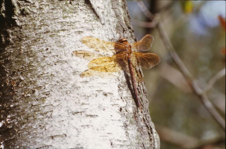 Free stock image of Dragonfly created by MUNCH PIERRE