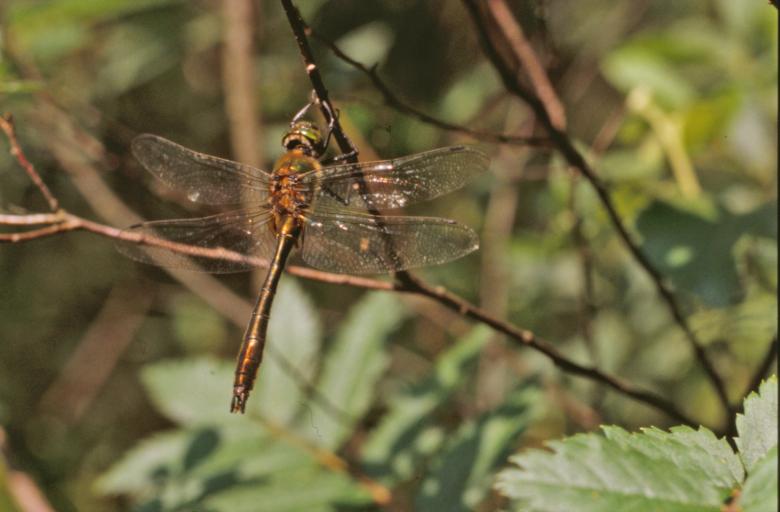 Free stock image of Dragonfly created by MUNCH PIERRE