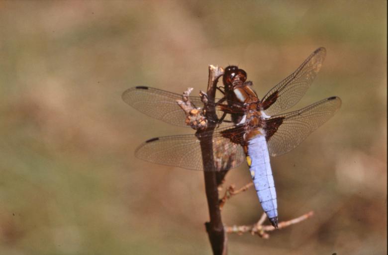 Free stock image of Dragonfly created by MUNCH PIERRE