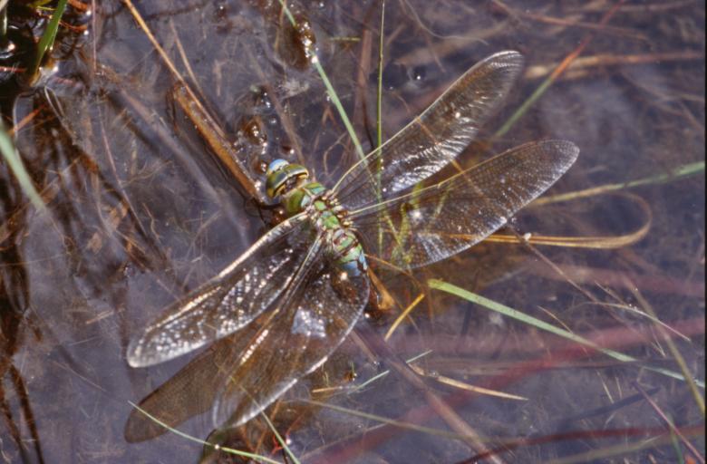 Free stock image of Dragonfly created by MUNCH PIERRE