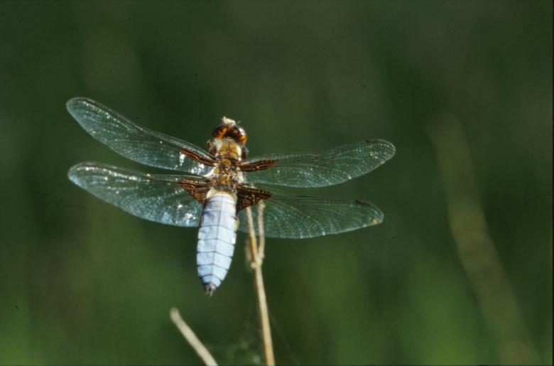 Free stock image of Dragonfly created by MUNCH PIERRE