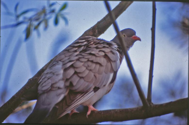 Free stock image of Pigeon created by MUNCH PIERRE