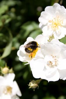 Bumble Bee Taking Nectar - Free Stock Photo