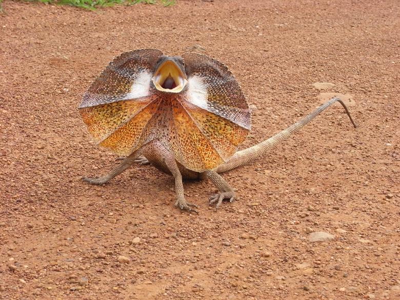 Free stock image of Frill-necked lizard created by Jackie Skeate