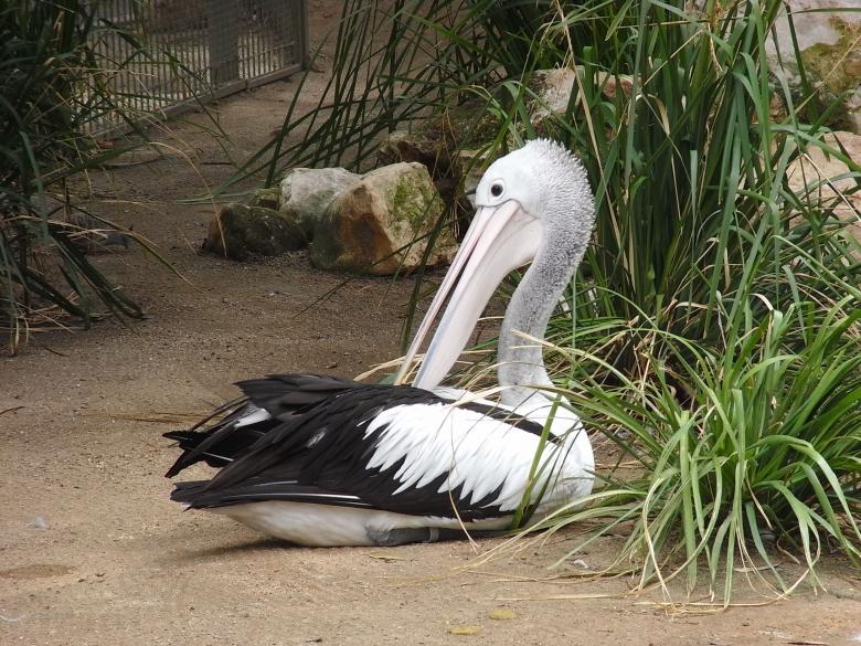 Free stock image of Pelican created by Jackie Skeate