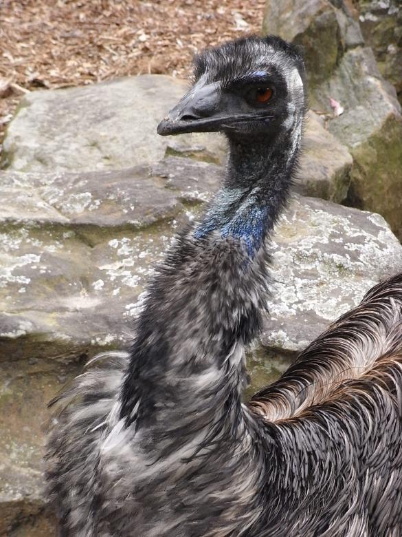 Free stock image of Emu created by Jackie Skeate