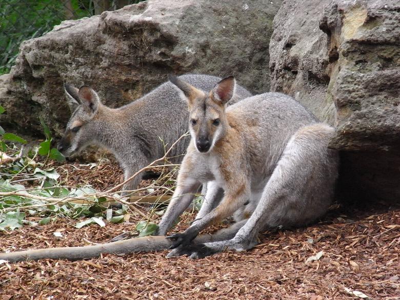 Free stock image of Wallabies created by Jackie Skeate