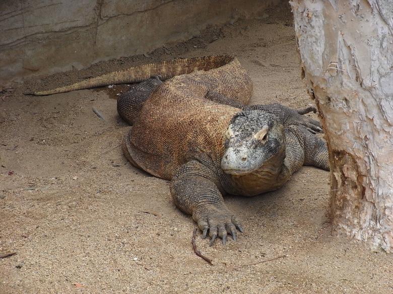 Free stock image of Komodo dragon created by Jackie Skeate