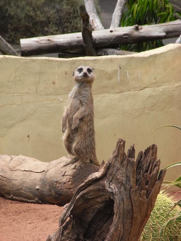 Free stock image of Meerkat created by Jackie Skeate