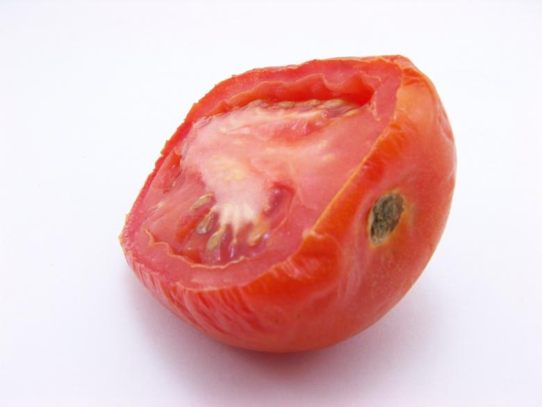 Free stock image of Tomato created by homero chapa