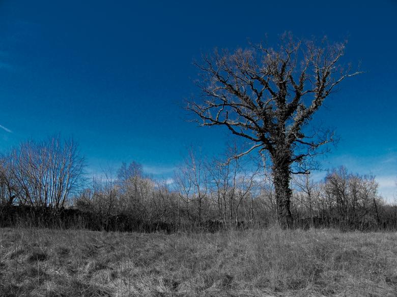 Free stock image of Blue tree created by Furio Franceschinel