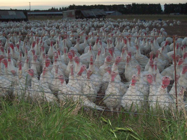 Free stock image of IST DAS  TURKEYS @ DROMORE - Scenes by t created by Peter Alexander Robb