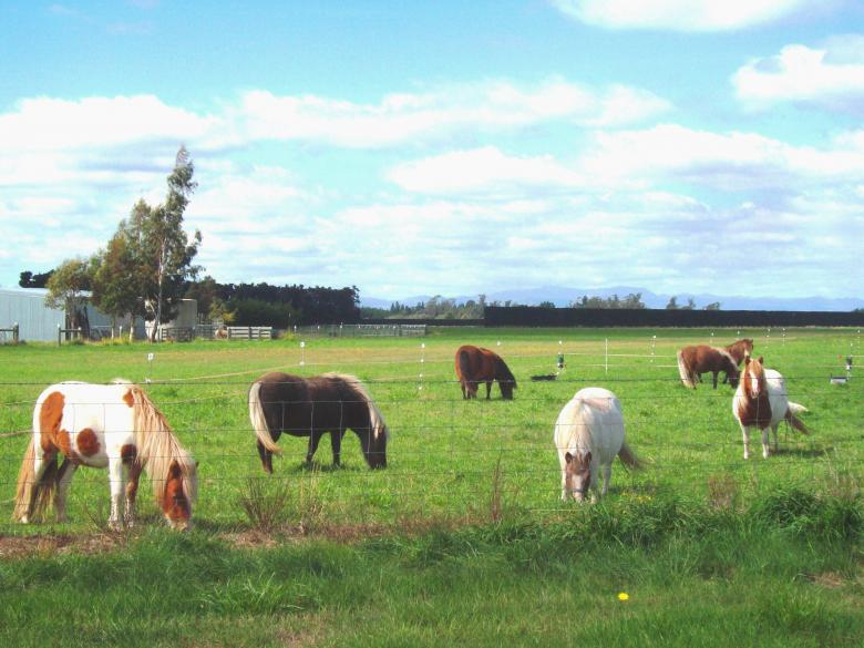Free stock image of Tiny Ponies - near West Melton created by Peter Alexander Robb