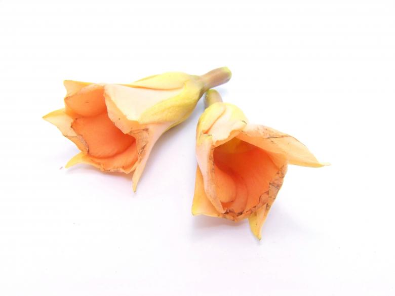 Free stock image of Yellow flowers created by homero chapa