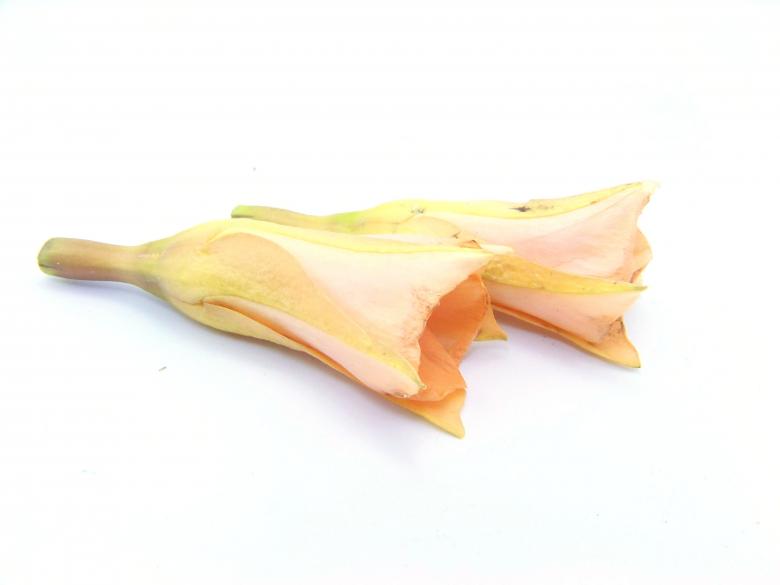 Free stock image of Yellow flowers created by homero chapa