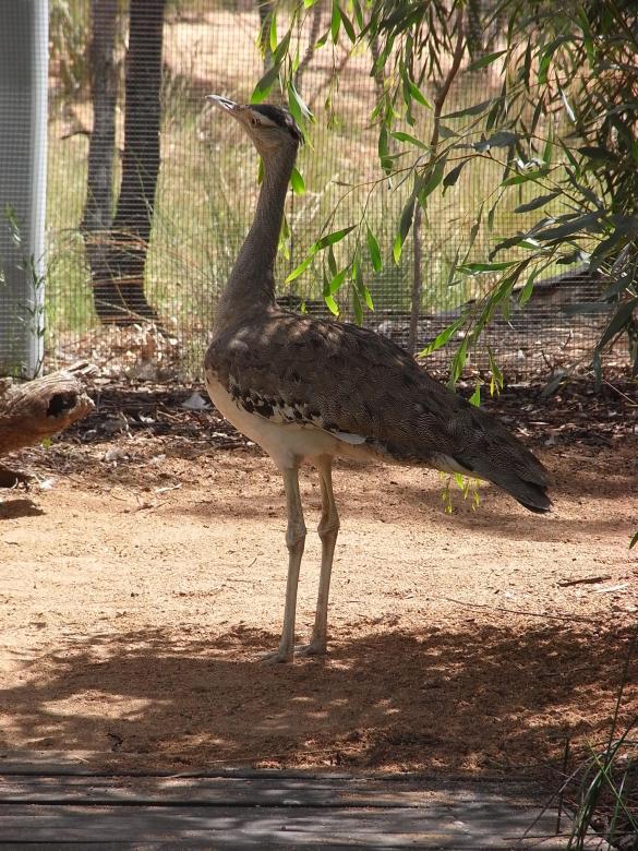 Free stock image of Heron created by Jackie Skeate