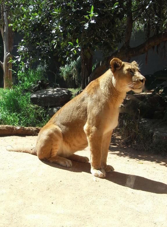 Free stock image of Lioness created by Jackie Skeate