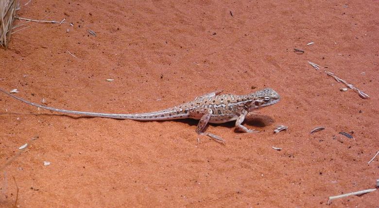 Free stock image of Lizard on red sand created by Jackie Skeate