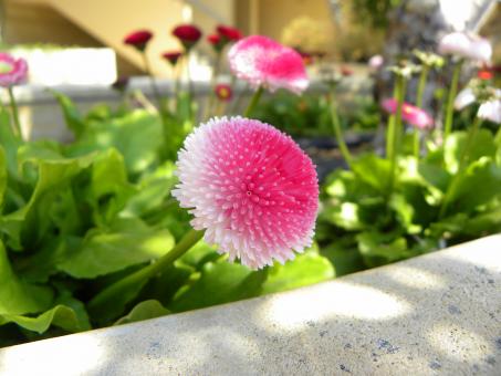 Free Stock Photo of Pink flower
