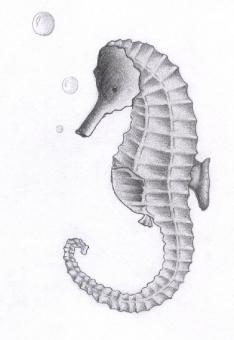 Seahorse Sketch - Free Stock Photo