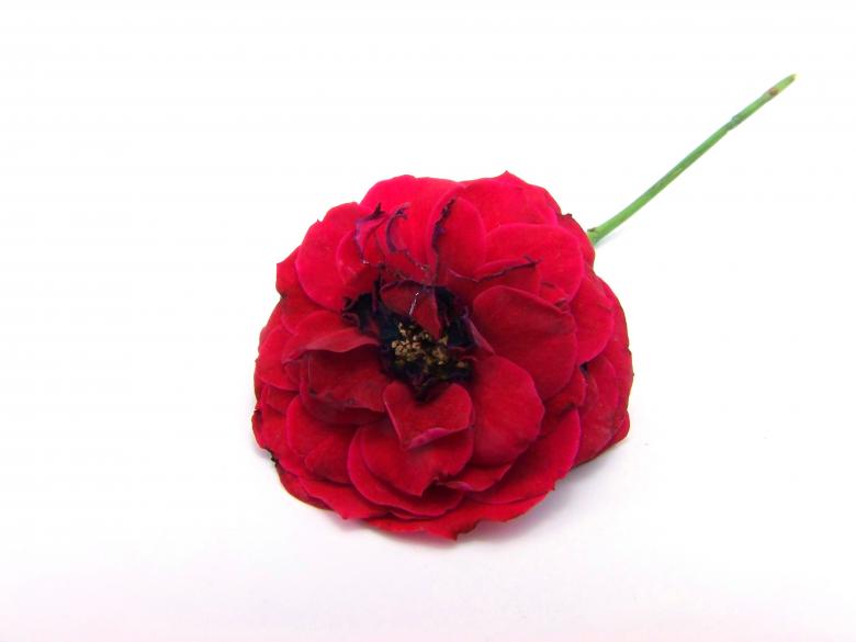 Free stock image of Red rose created by homero chapa