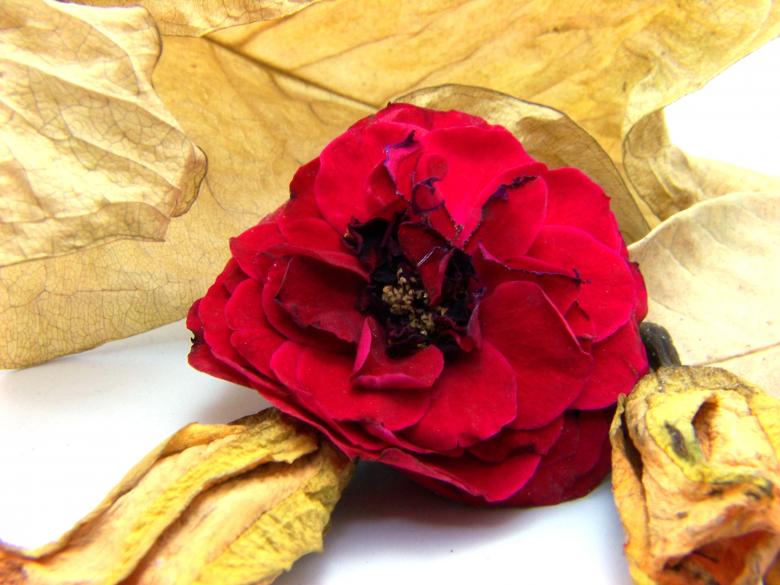 Free stock image of Red rose created by homero chapa