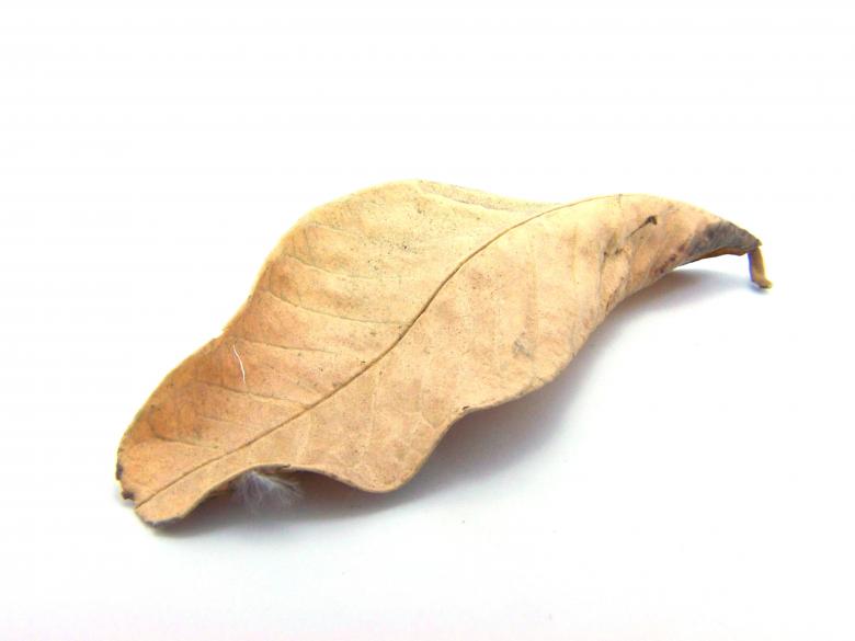 Free stock image of Dry Leaf created by homero chapa