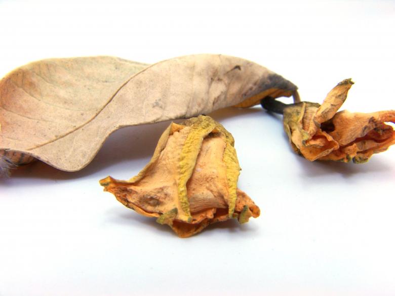 Free stock image of Dry Leafs created by homero chapa